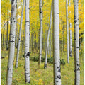 Yellow Birchs vertical
