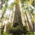 Beautiful Forest