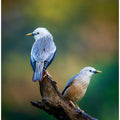 Harmony of Colours