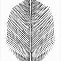 Art Prints of Feather