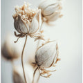 Delicate Blossoms