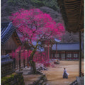 Earnest wish