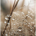 Rain Drops