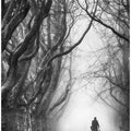 Plane tree way.