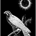 Falcon Peregrine