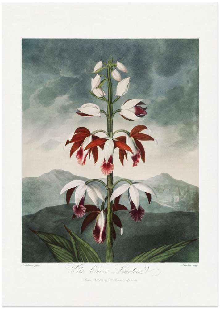 The Chinese Limodoron from The Temple of Flora (1807)
