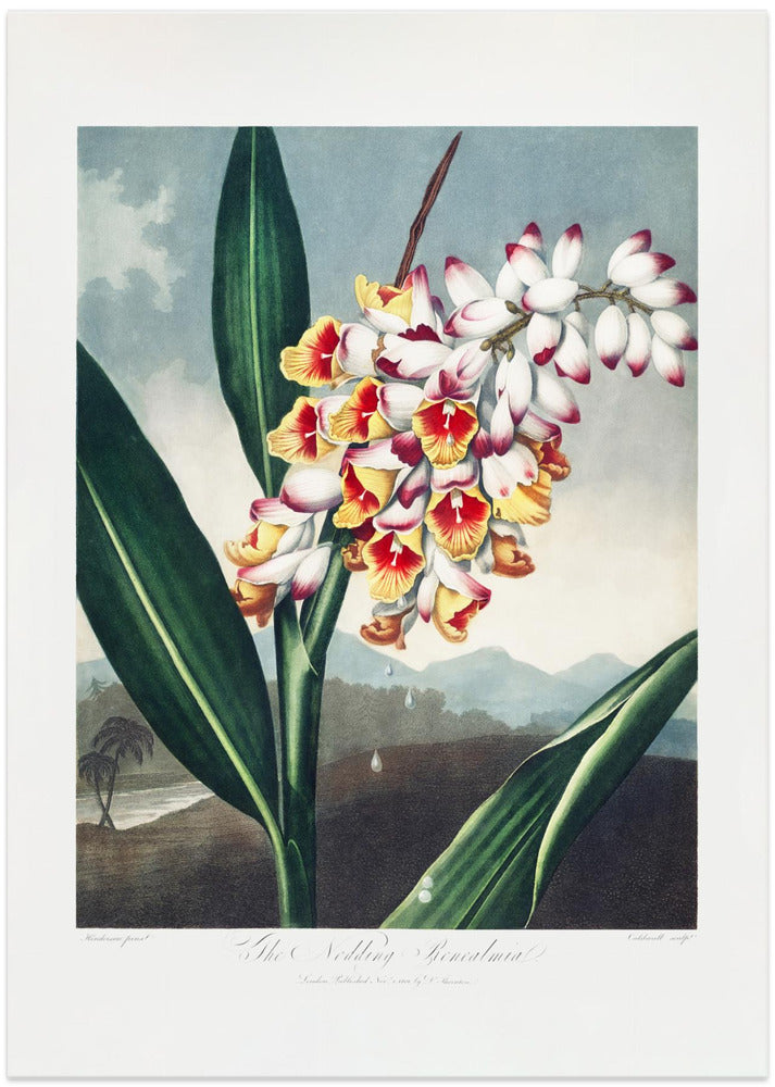 The Nodding Renealmia from The Temple of Flora (1807)