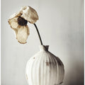 Fading Elegance