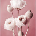 Soft Blooming Poppies
