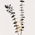 Eucalyptus Dark Gold