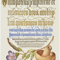 Mushroom Poster