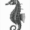 Seahorse