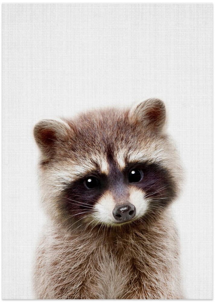 Peekaboo Raccoon