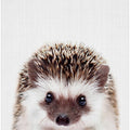 Peekaboo Hedgehog