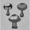 Violet Webcap Mushroom