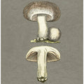 Field Mushroom