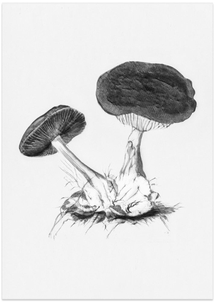 Vintage Violet Webcap Mushroom Bright BW