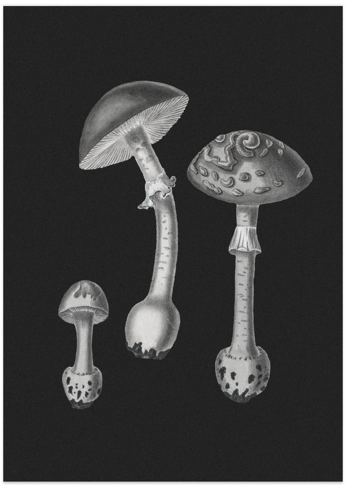 Amanita Muscaria Black Backgound BW