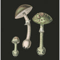 Amanita Muscaria Dark Background