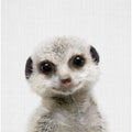Peekaboo Baby Meerkat