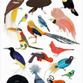 Birds of Paradise