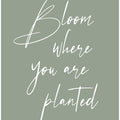 Bloom