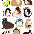 Guinea Pig Working Hr