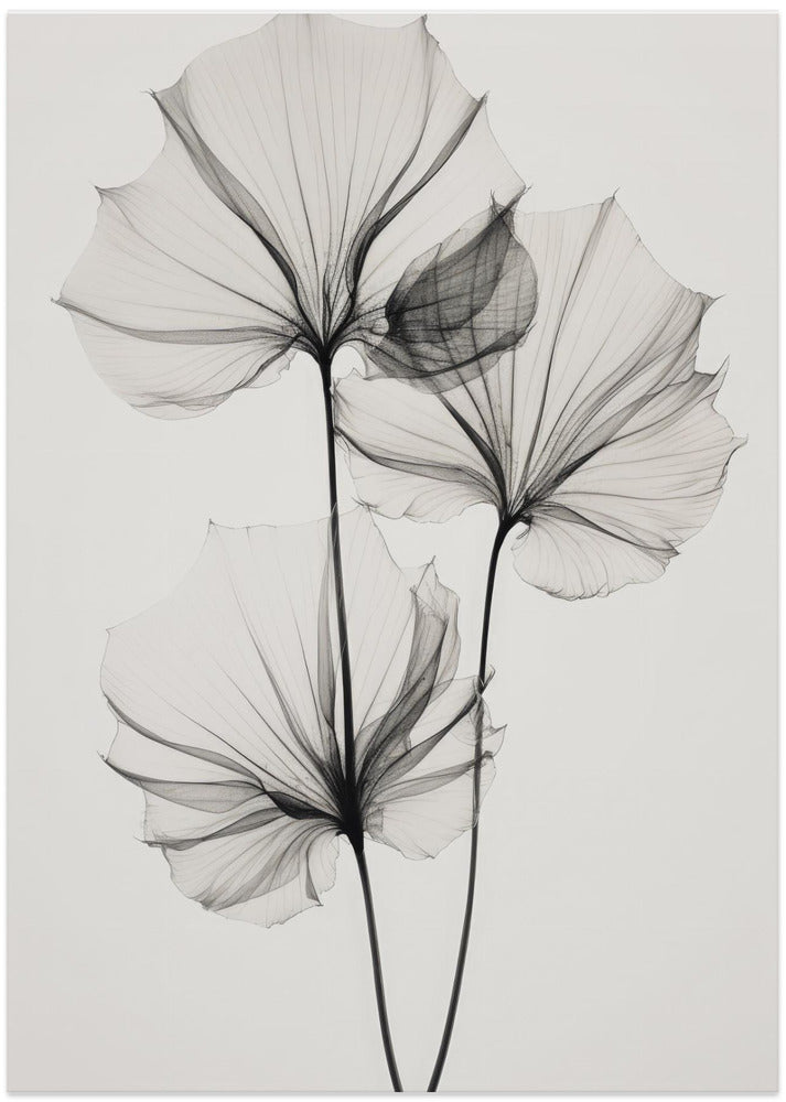 Transparent Botanic No 3