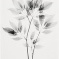 Transparent Leaves