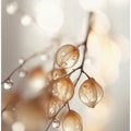 Whispers of Dew
