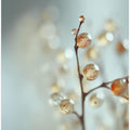 Glowing Dew Drops