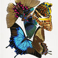 Butterflies 4