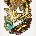 Butterflies 10