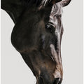 Gentle Equine Gaze