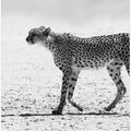 Silent Pursuit