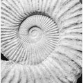 Ancient Spiral Dreams