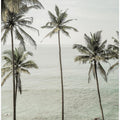 Tropical Dreams