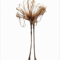 Delicate Whimsy