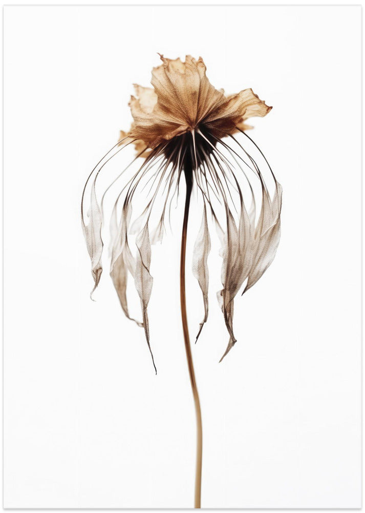 Faded Elegance