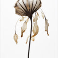 Withered Elegance