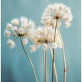 Puffs in the Breeze