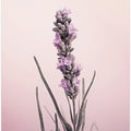 Lavender Dreams