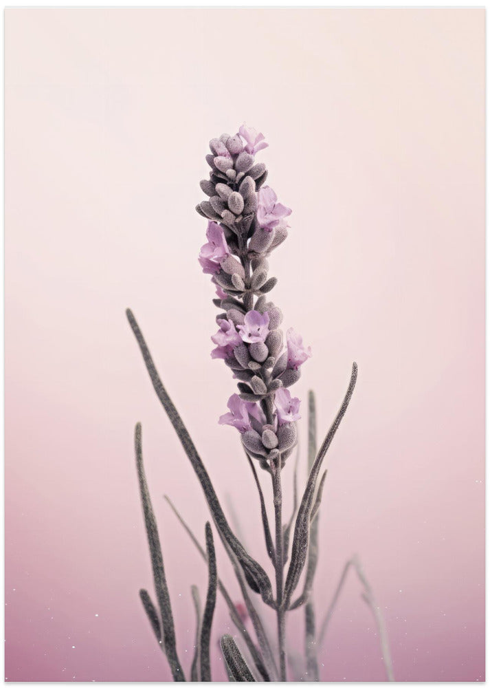 Lavender Dreams