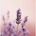 Lavender Serenity