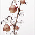 Bubbles and Blooms