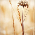 Whispering Fields