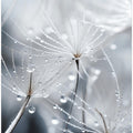 Delicate Dew Dance