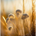 Sunlit Whisper Blooms