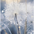 Morning Dew Dance