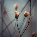 Whispering Petals